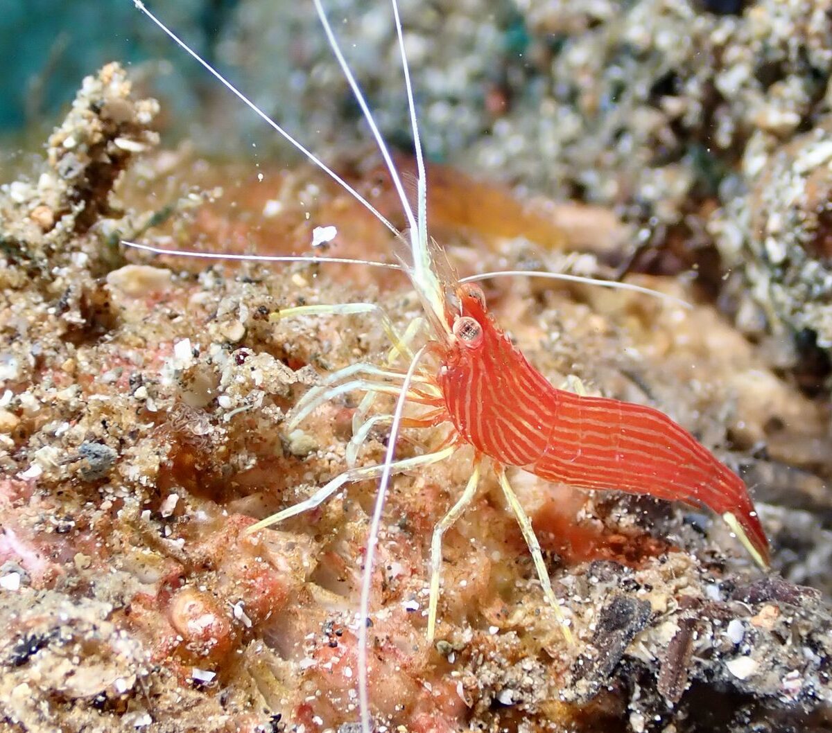 Peppermint Shrimp