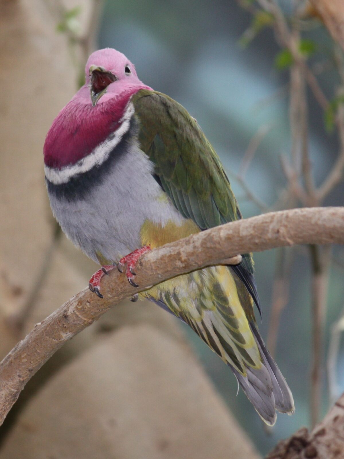 Pink Necked Fruit Dove