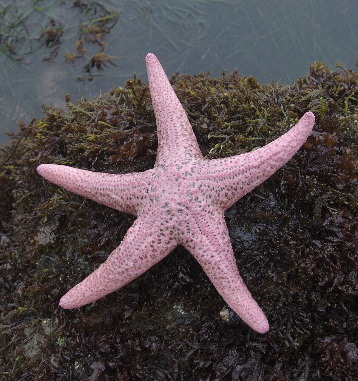 Pink Sea Star