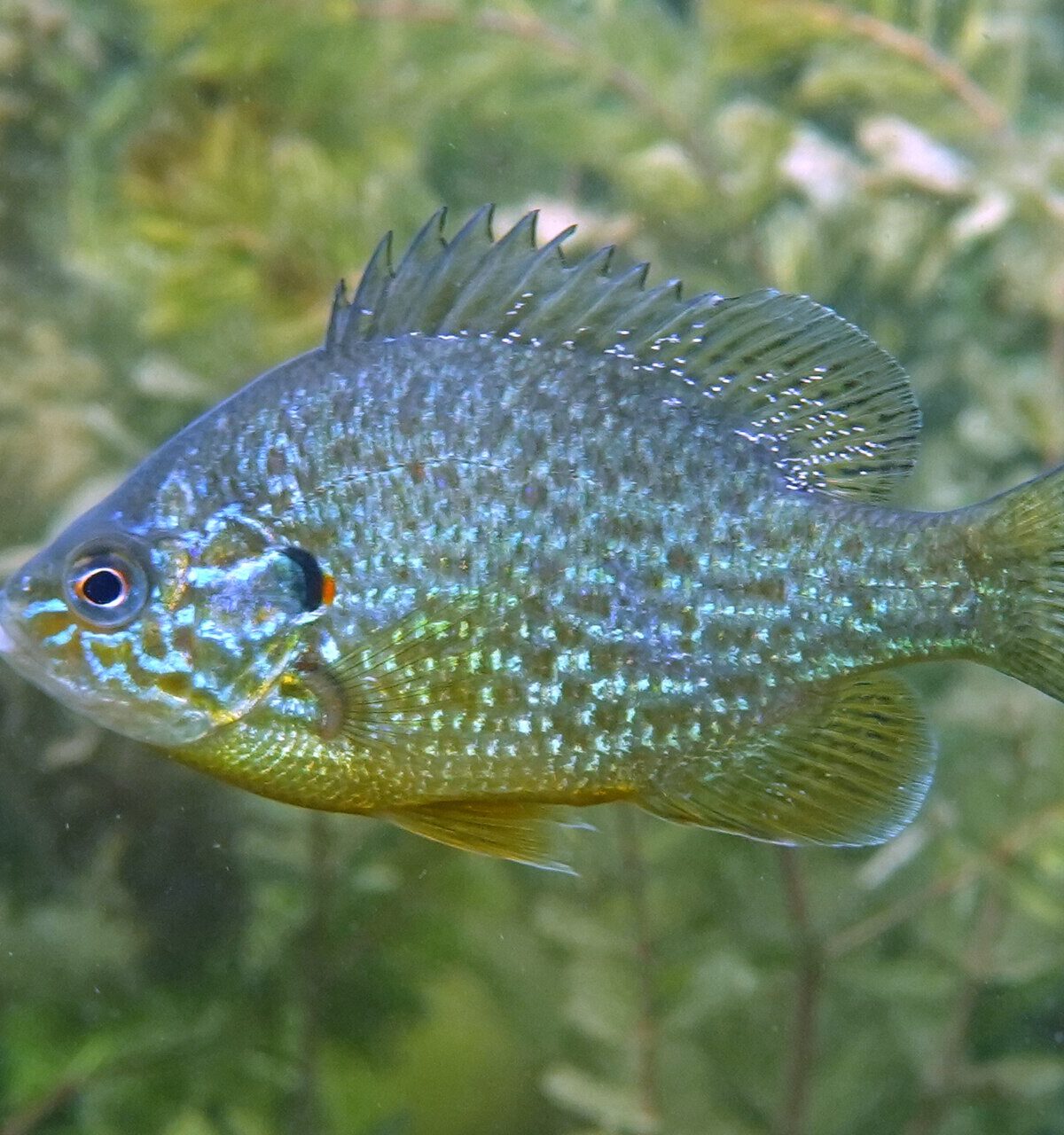Pumpkinseed Sunfish