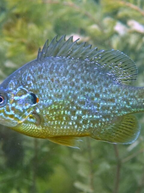 Pumpkinseed Sunfish