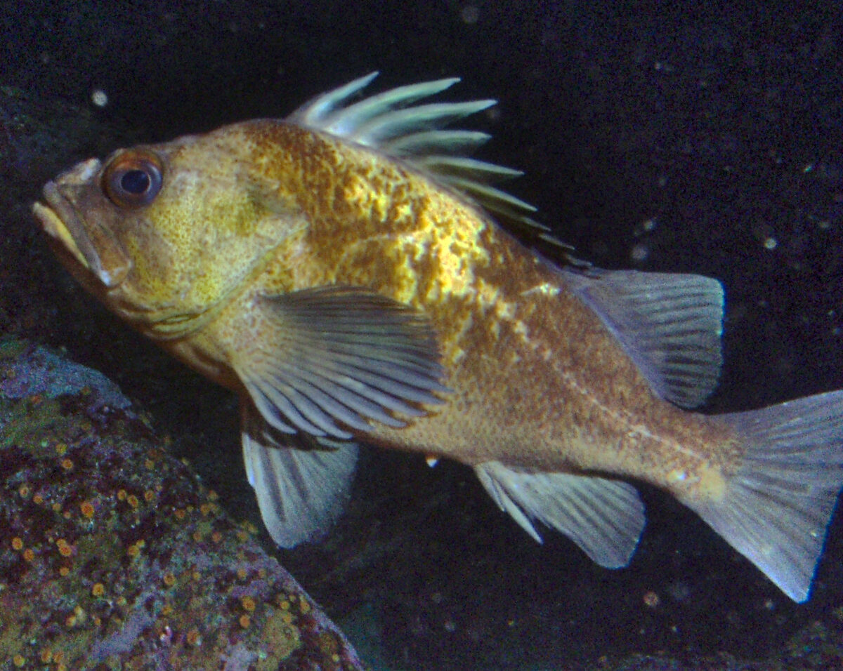Quillback Rockfish