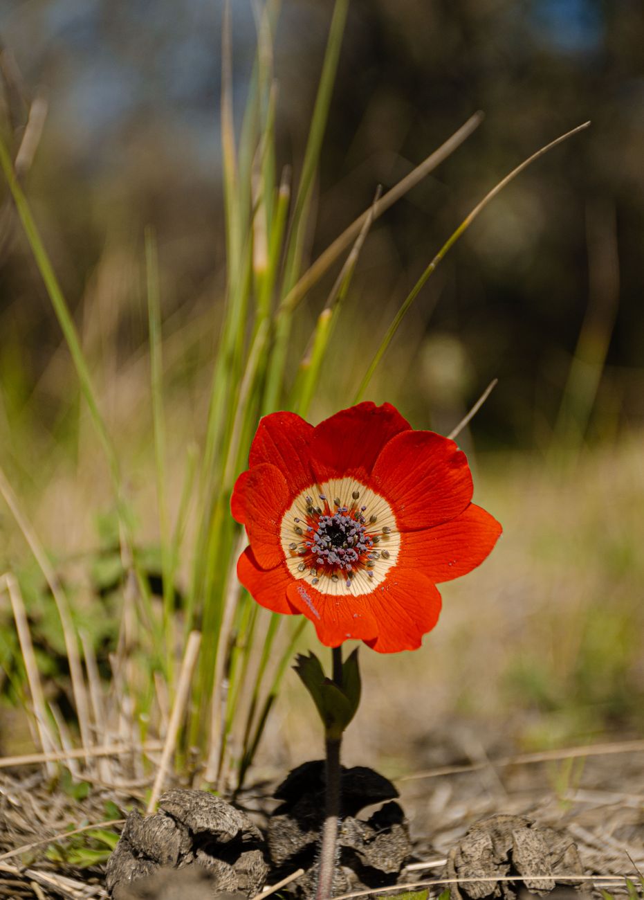 Red Beaded Anemone