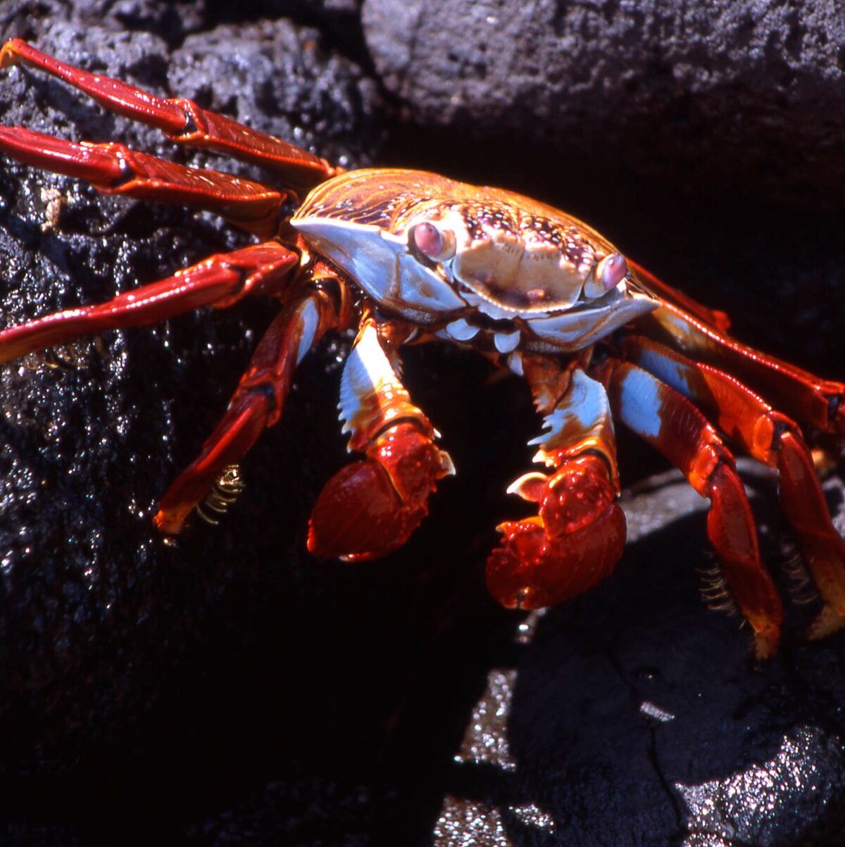 Sally Lightfoot Crab