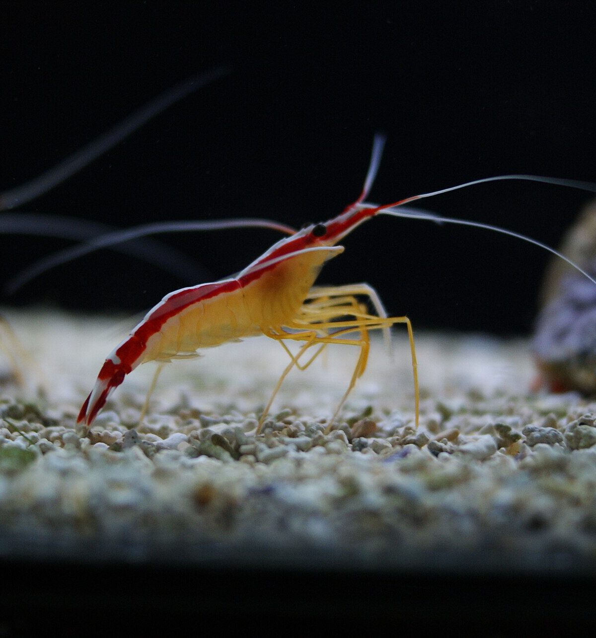 Scarlet Skunk Cleaner Shrimp