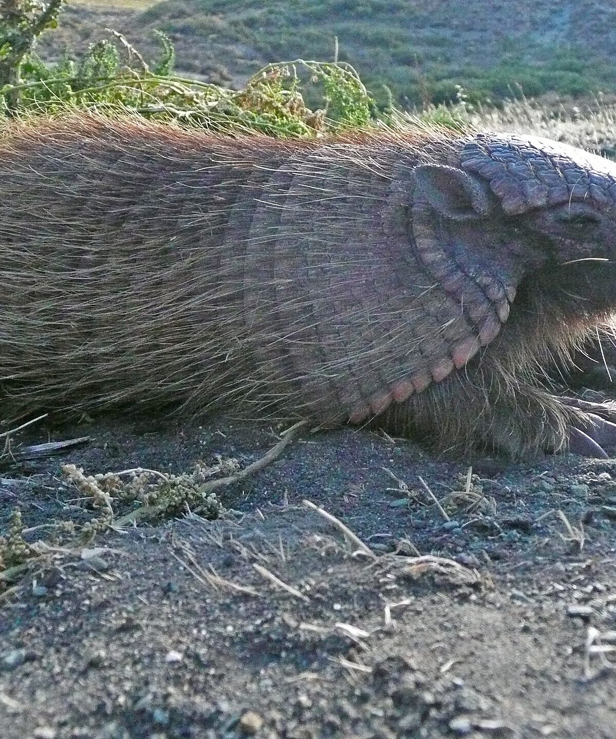Screaming Hairy Armadillo