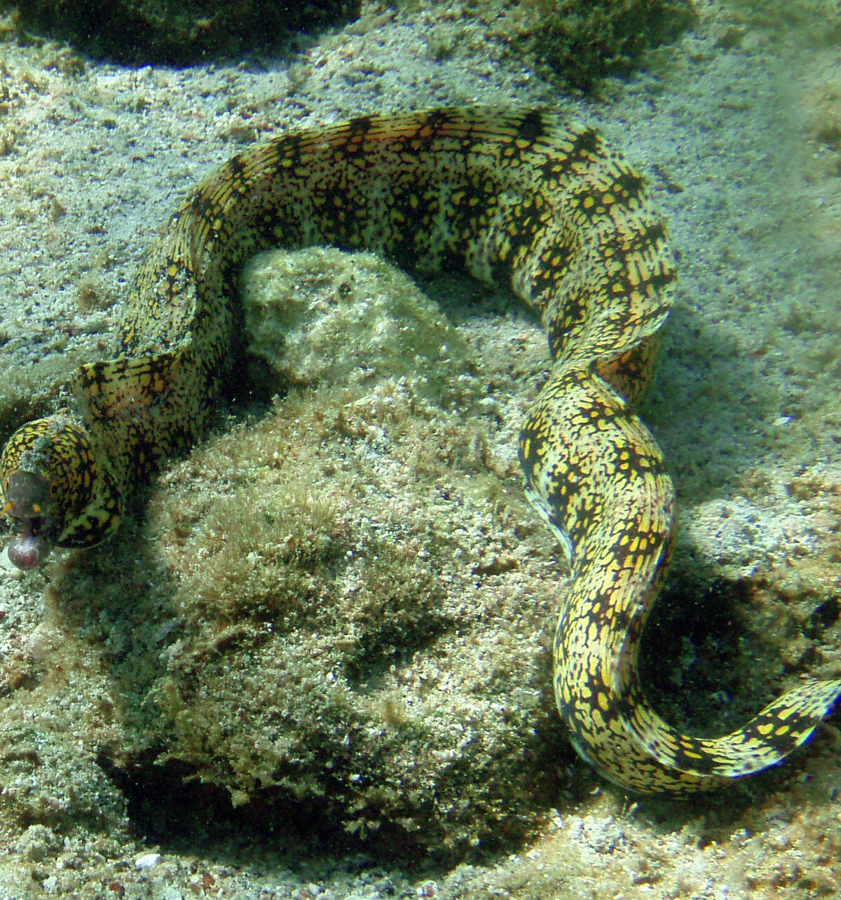 Snowflake Moray Eel