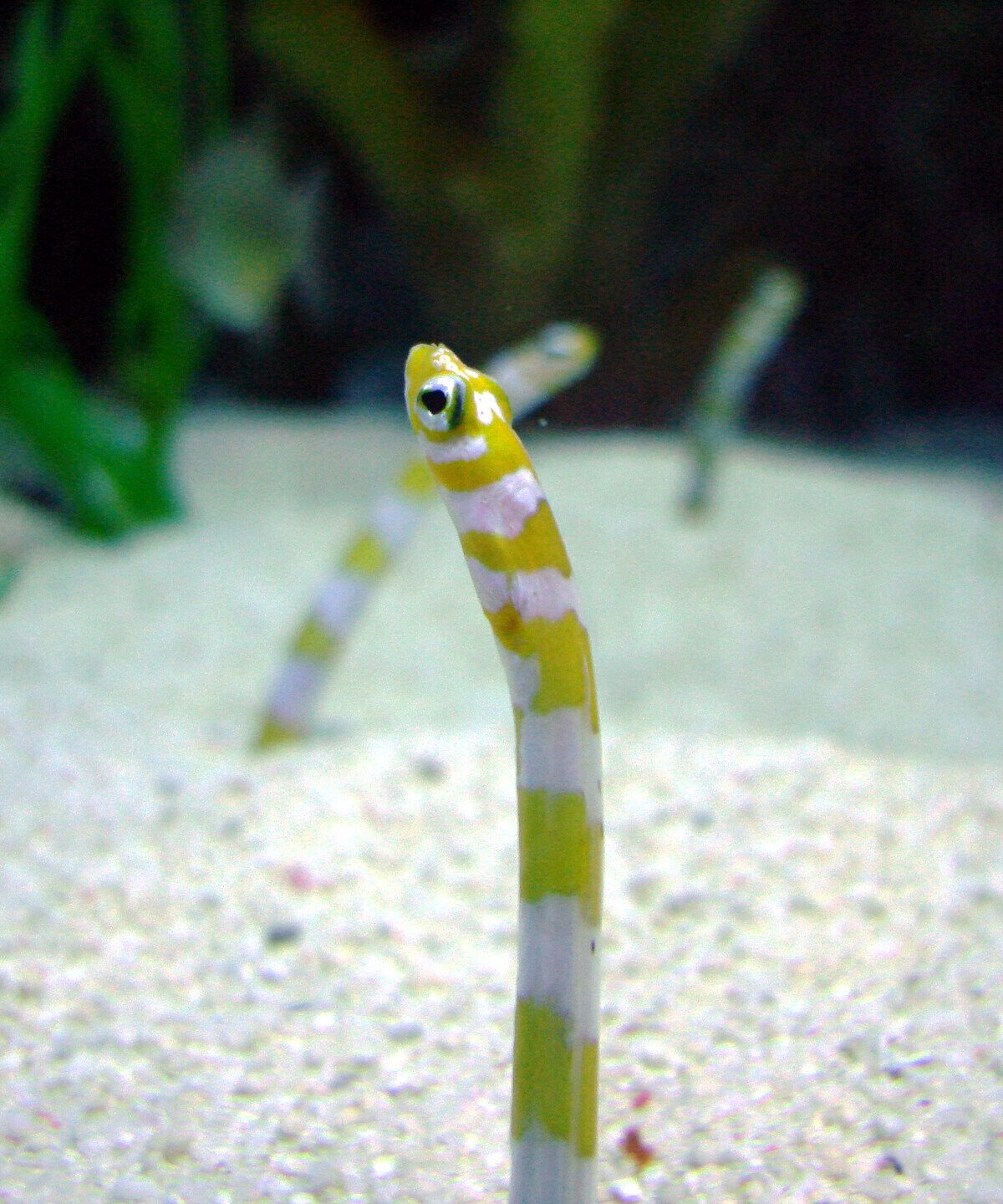 Splendid Garden Eel