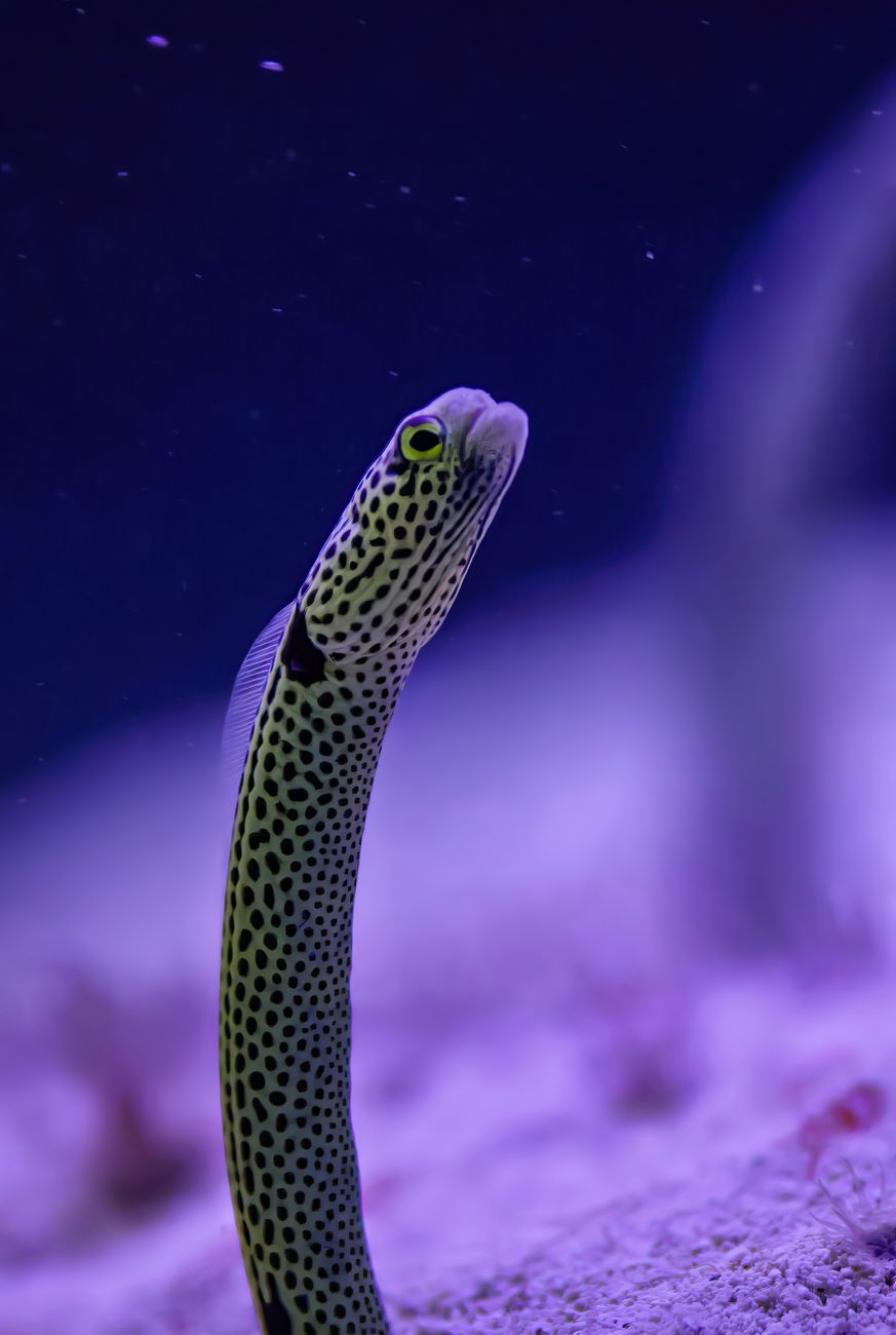 Spotted Garden Eel