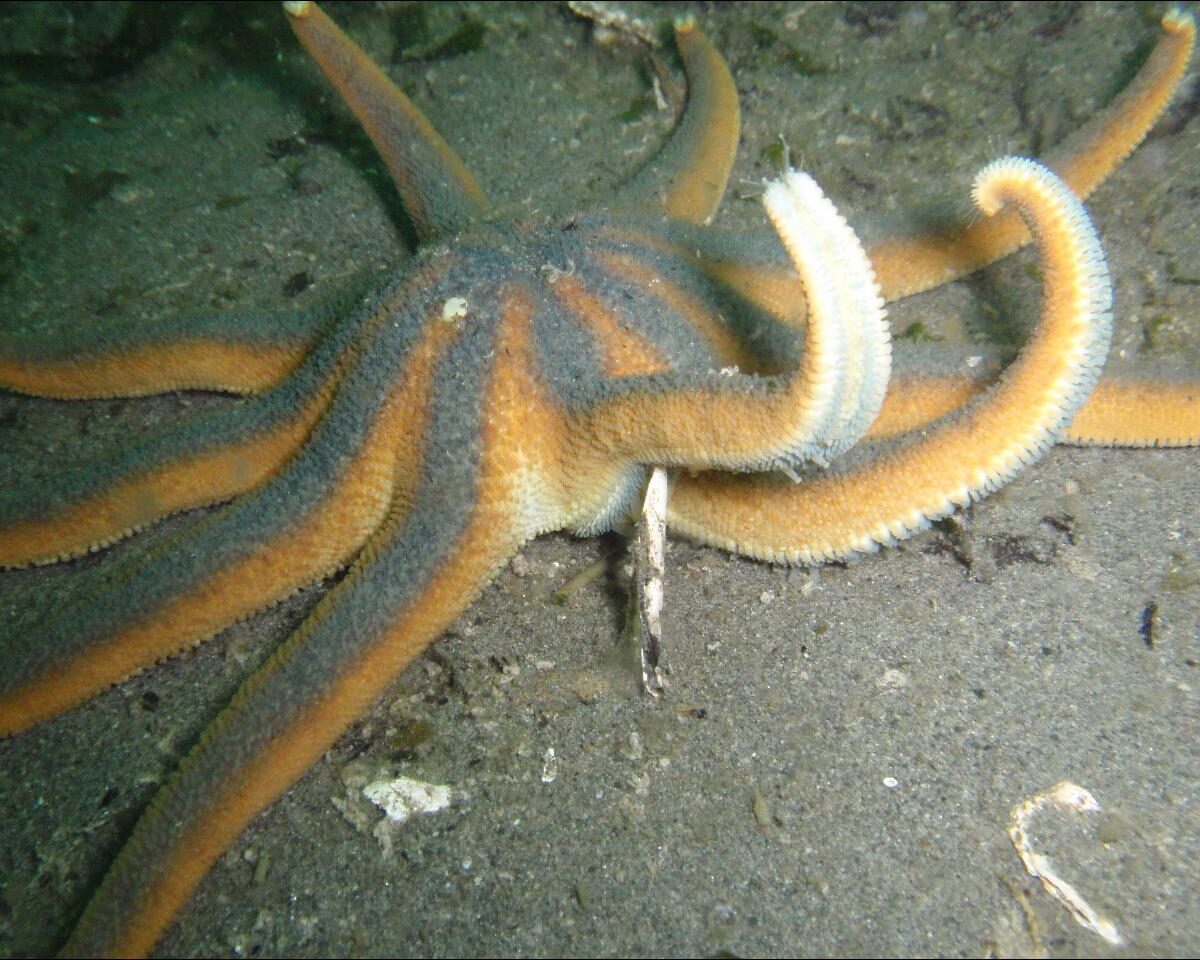 Stimpson's Sun Star