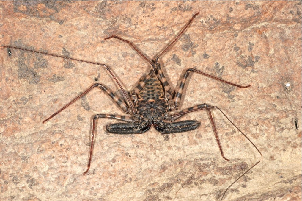 Tanzanian Whip Scorpion