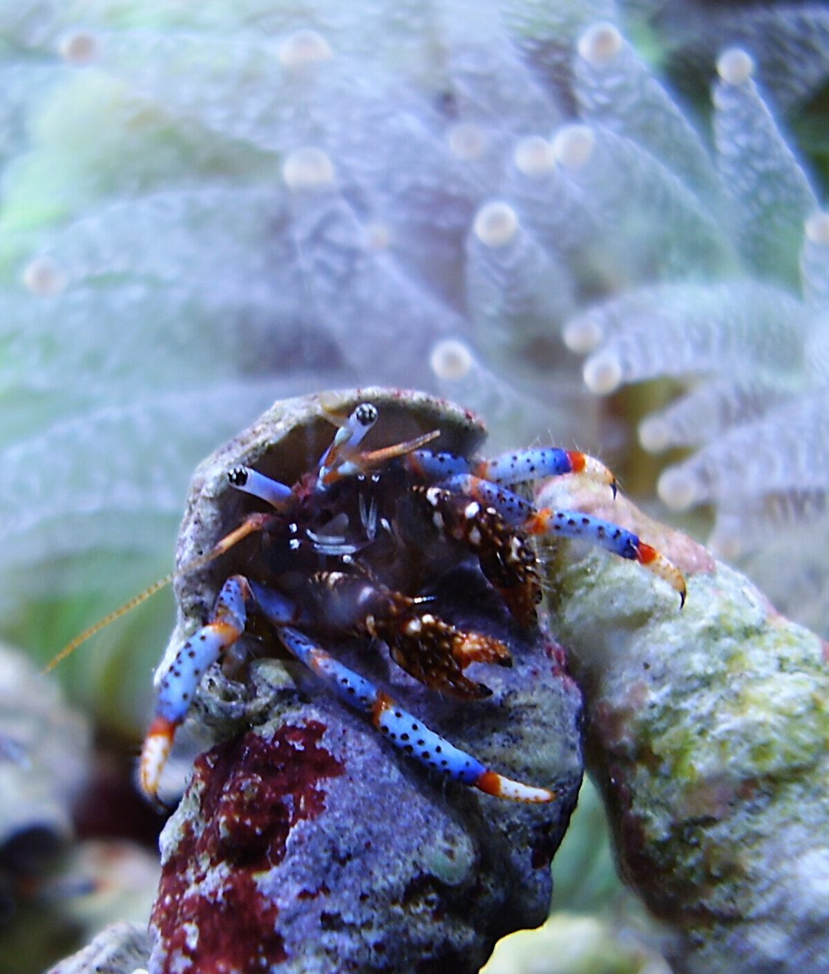 Tricolor Hermit