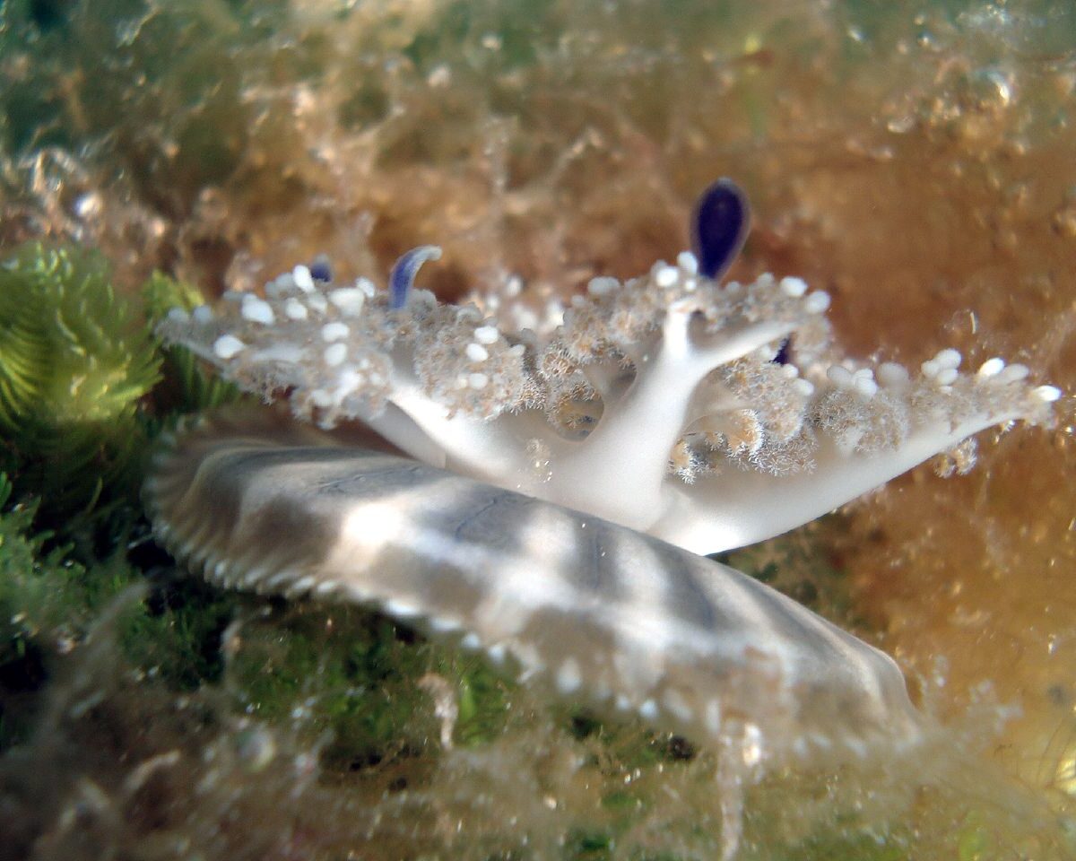 Upside Down Jellyfish
