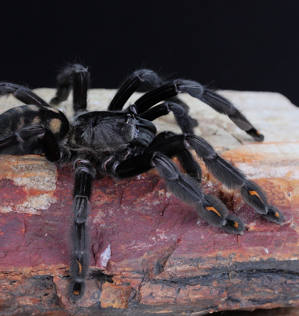 Venezuelan Suntiger Tarantula