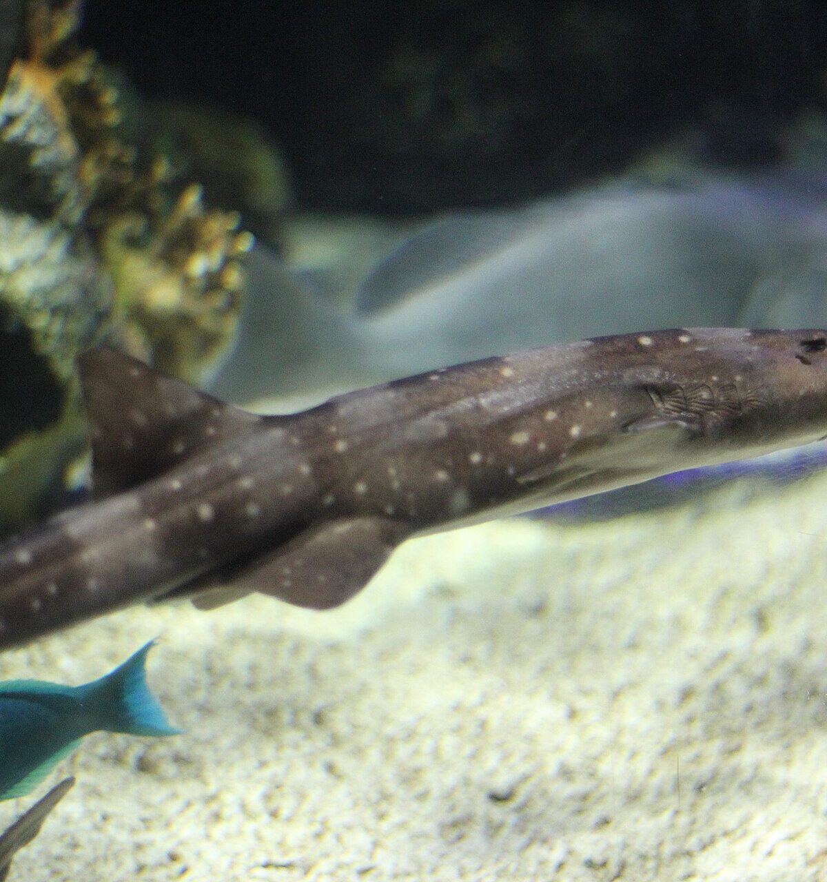 White Spotted Bamboo Shark