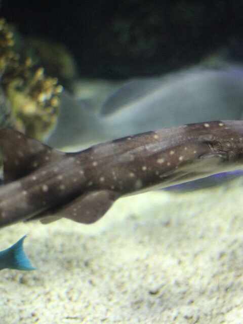 White Spotted Bamboo Shark