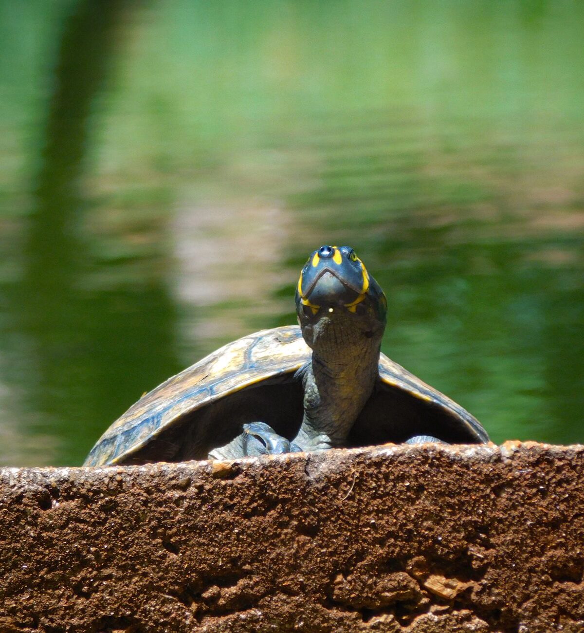 Yellow Spotted River Turtle