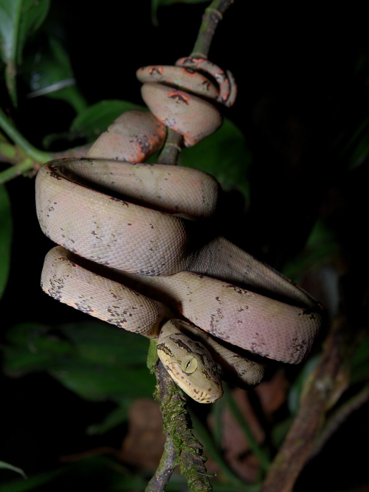 Amazon Tree Boa