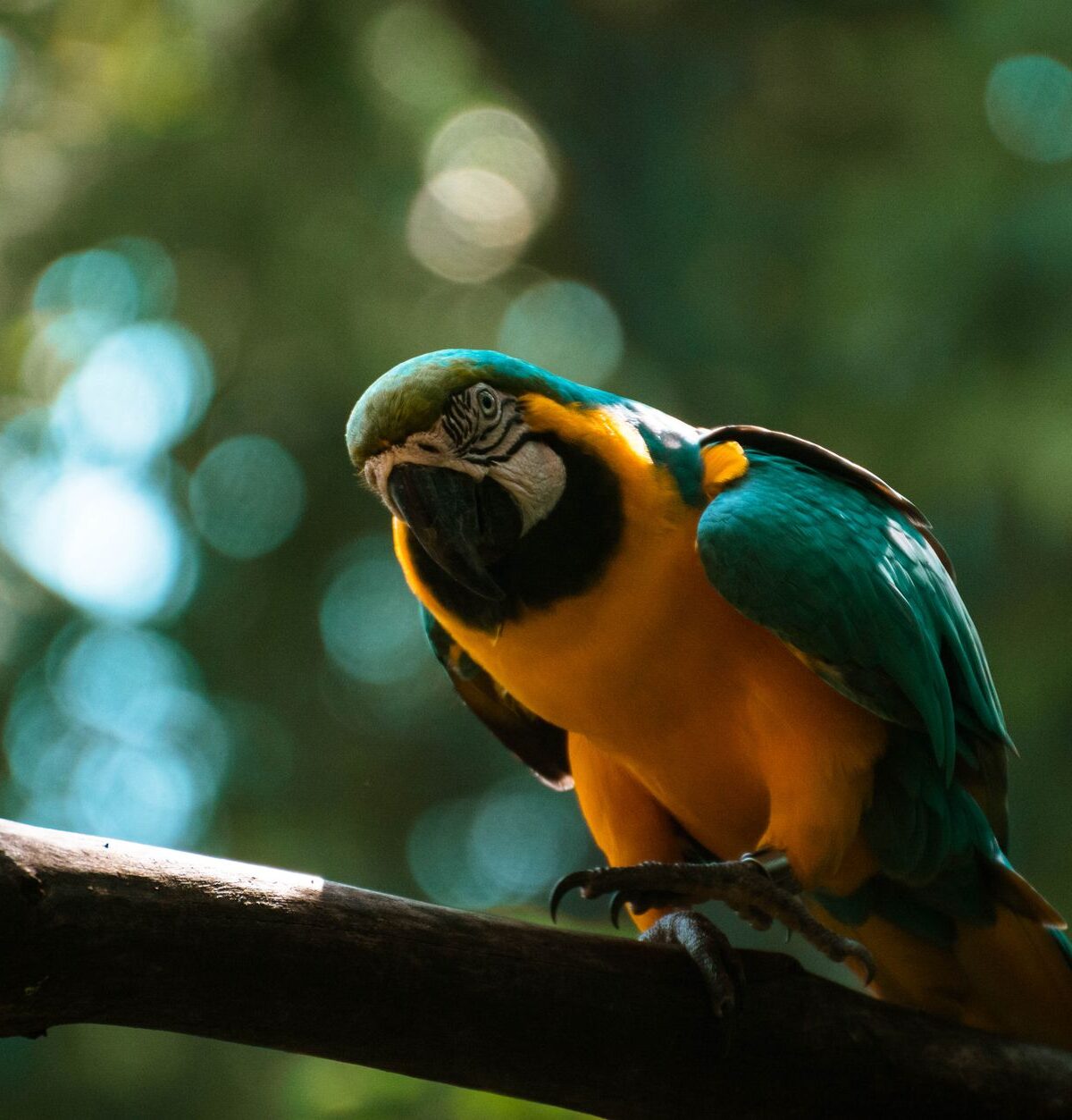 Blue and Gold Macaw