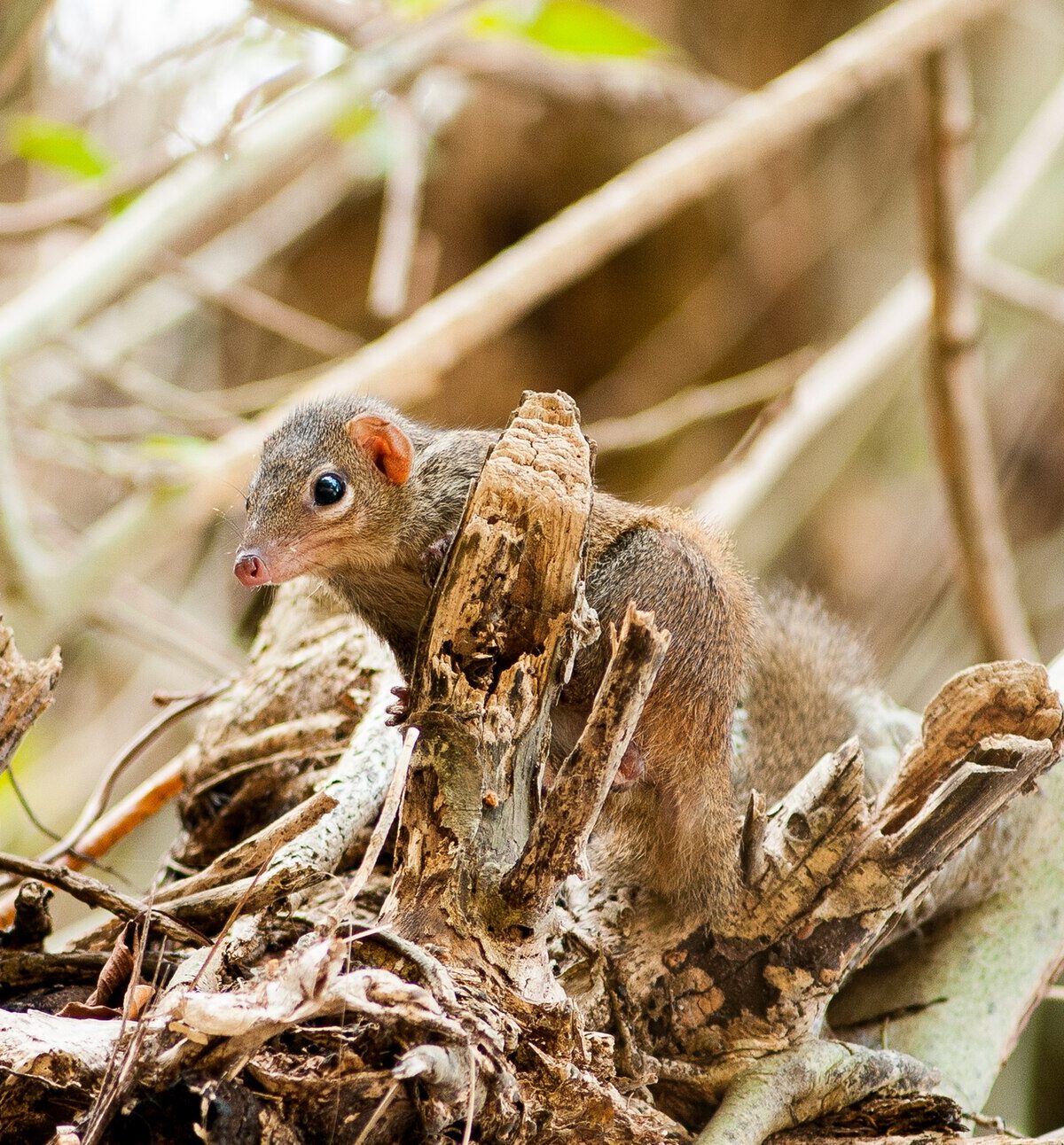 Northern Tree Shrew