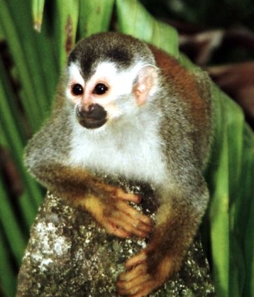 Central American Red-Backed Squirrel Monkey