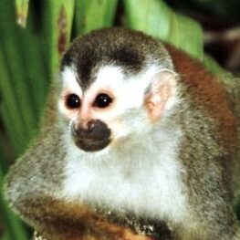 Squirrel monkey
