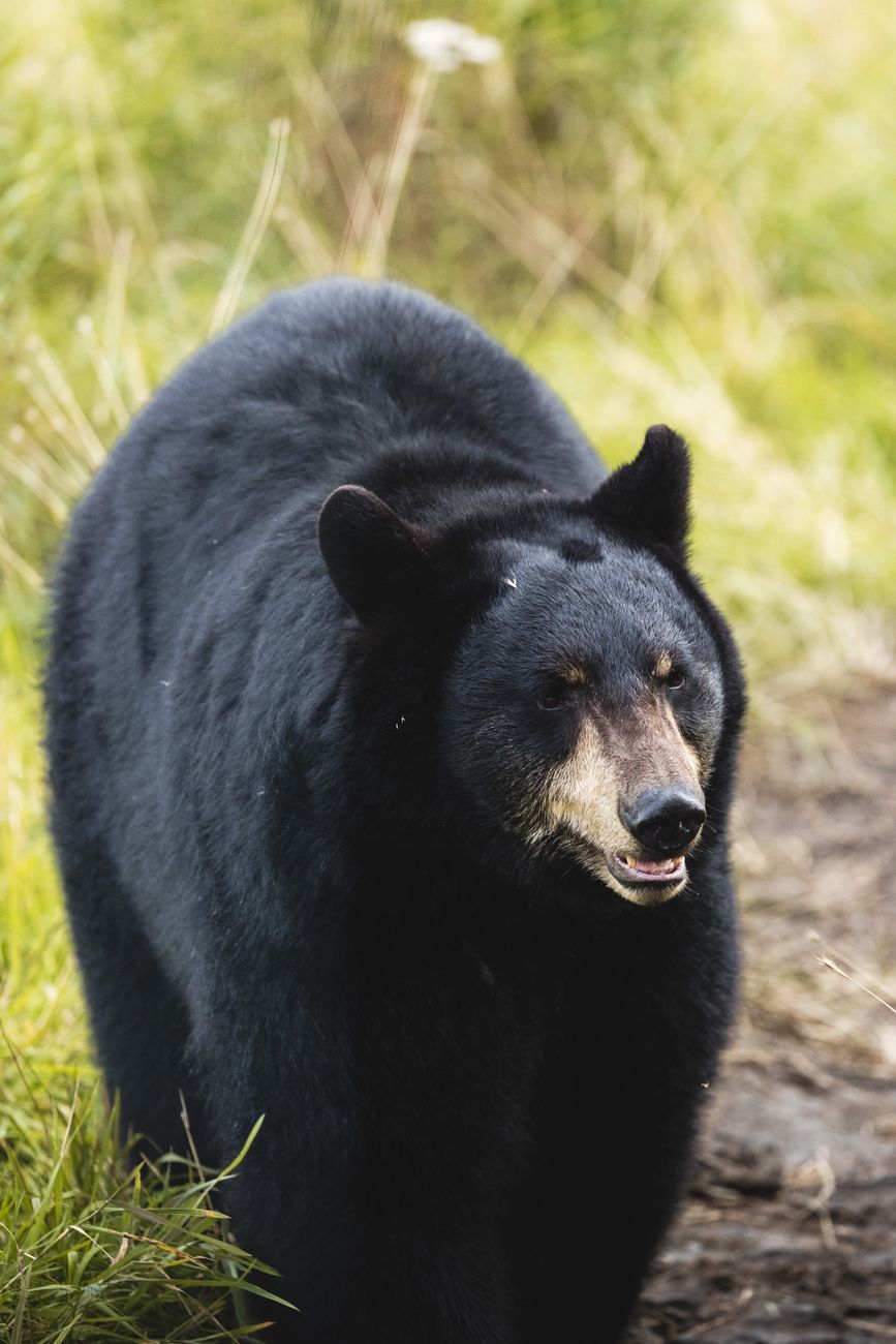 North American Black Bear