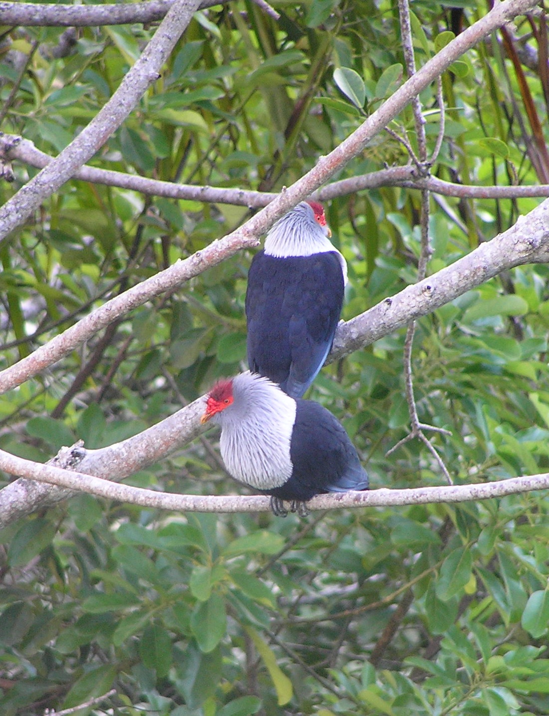 Blue Ground Pigeon