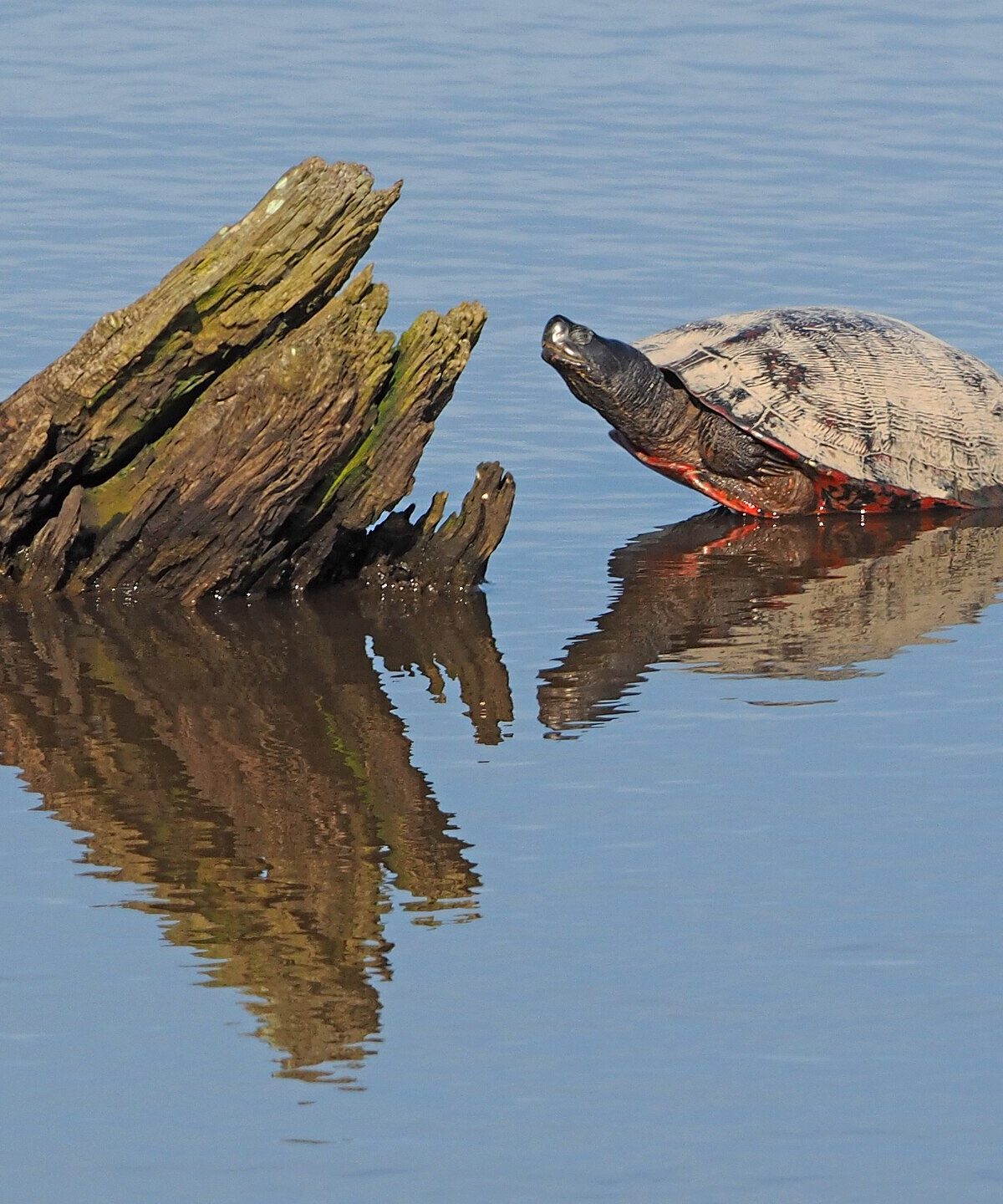 American Red-bellied Turtle