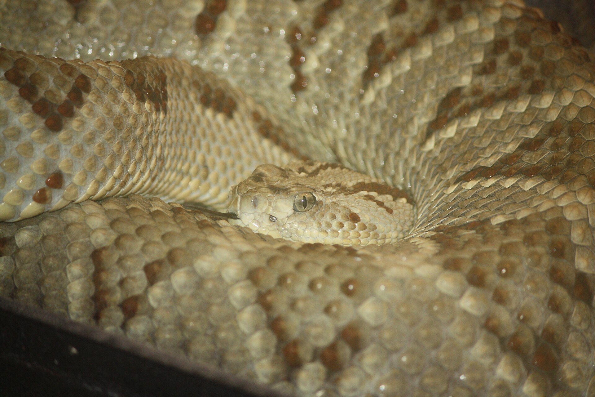 Middle American Rattlesnake