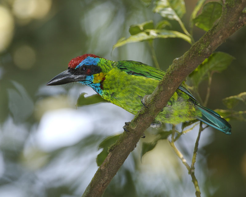 Gaudy Red-throated Barbet