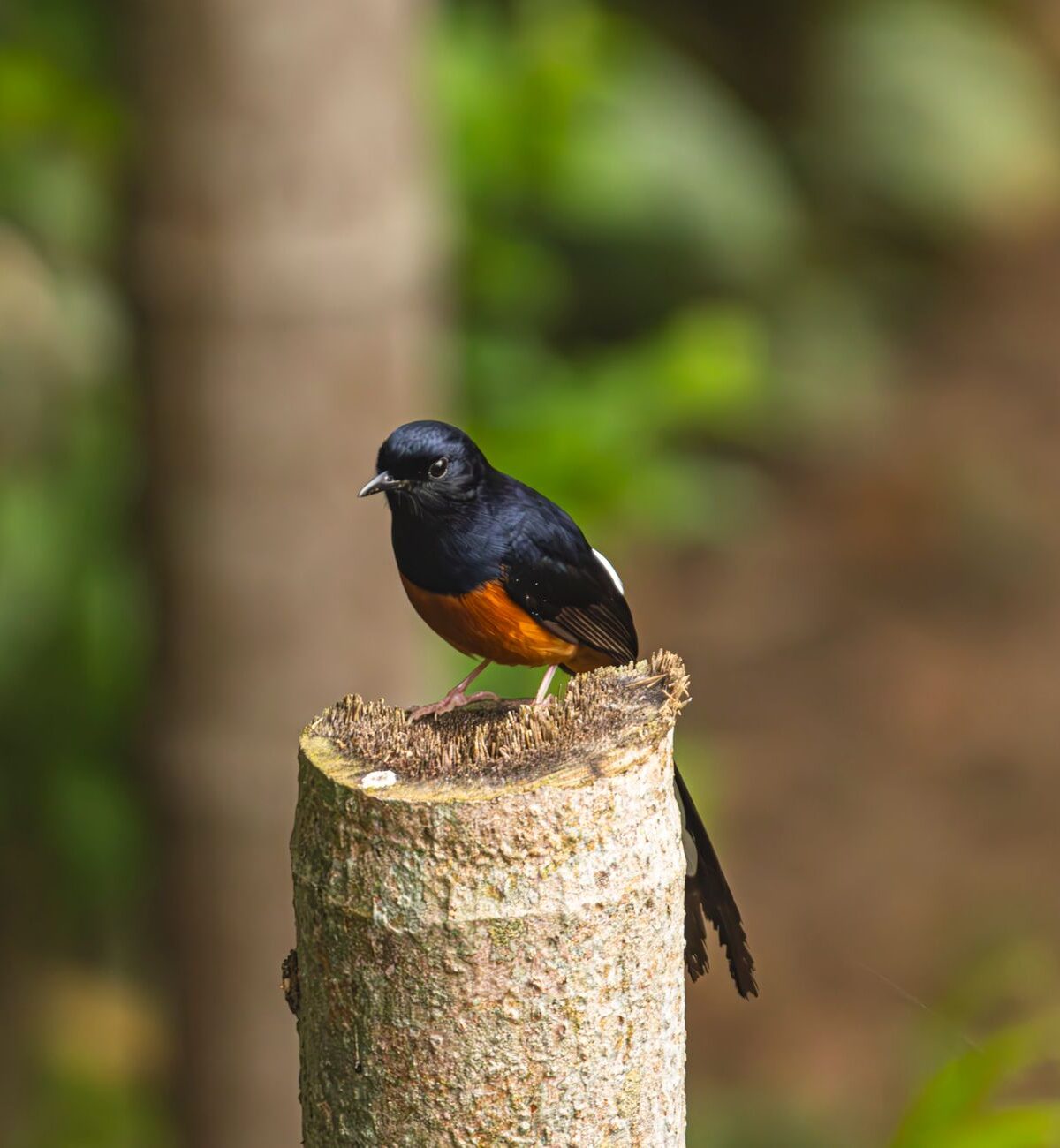 Common Shama Thrush