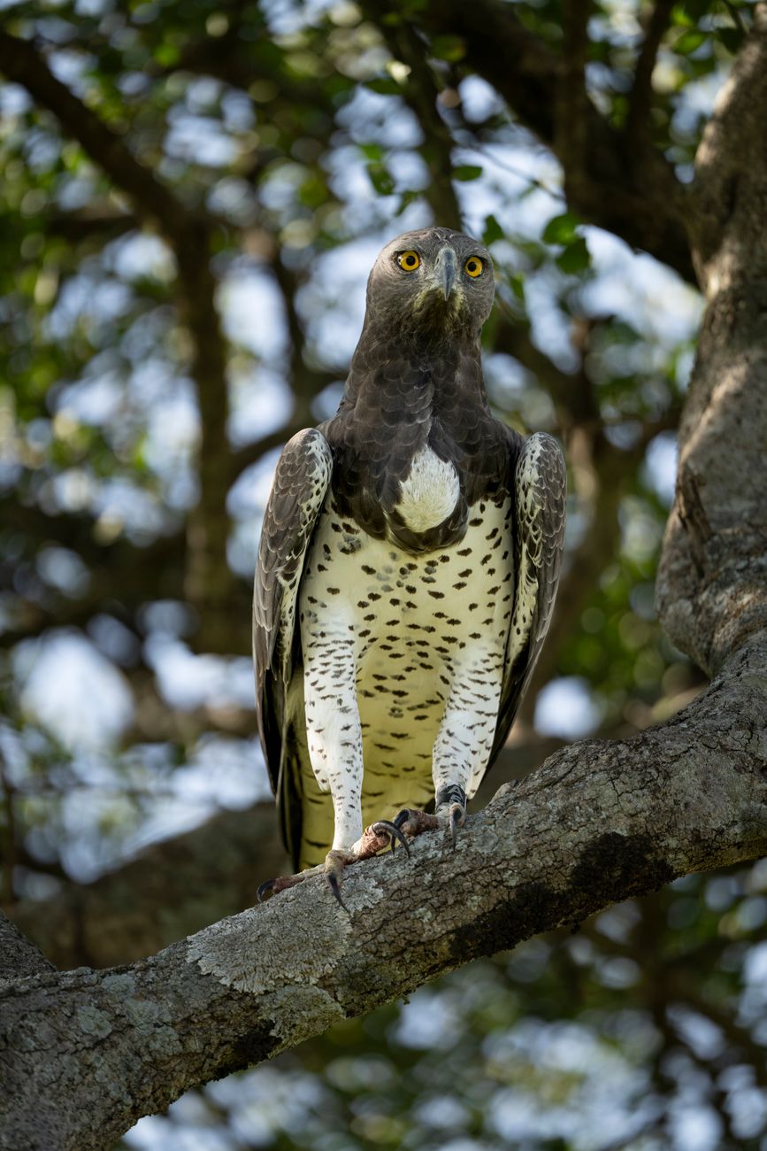 Martial Eagle