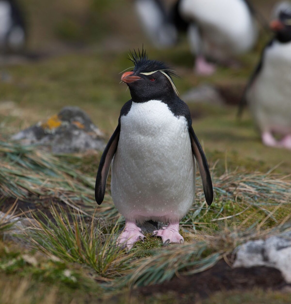 Rockhopper Penguin