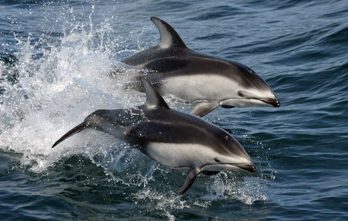 Pacific White-Sided Dolphin