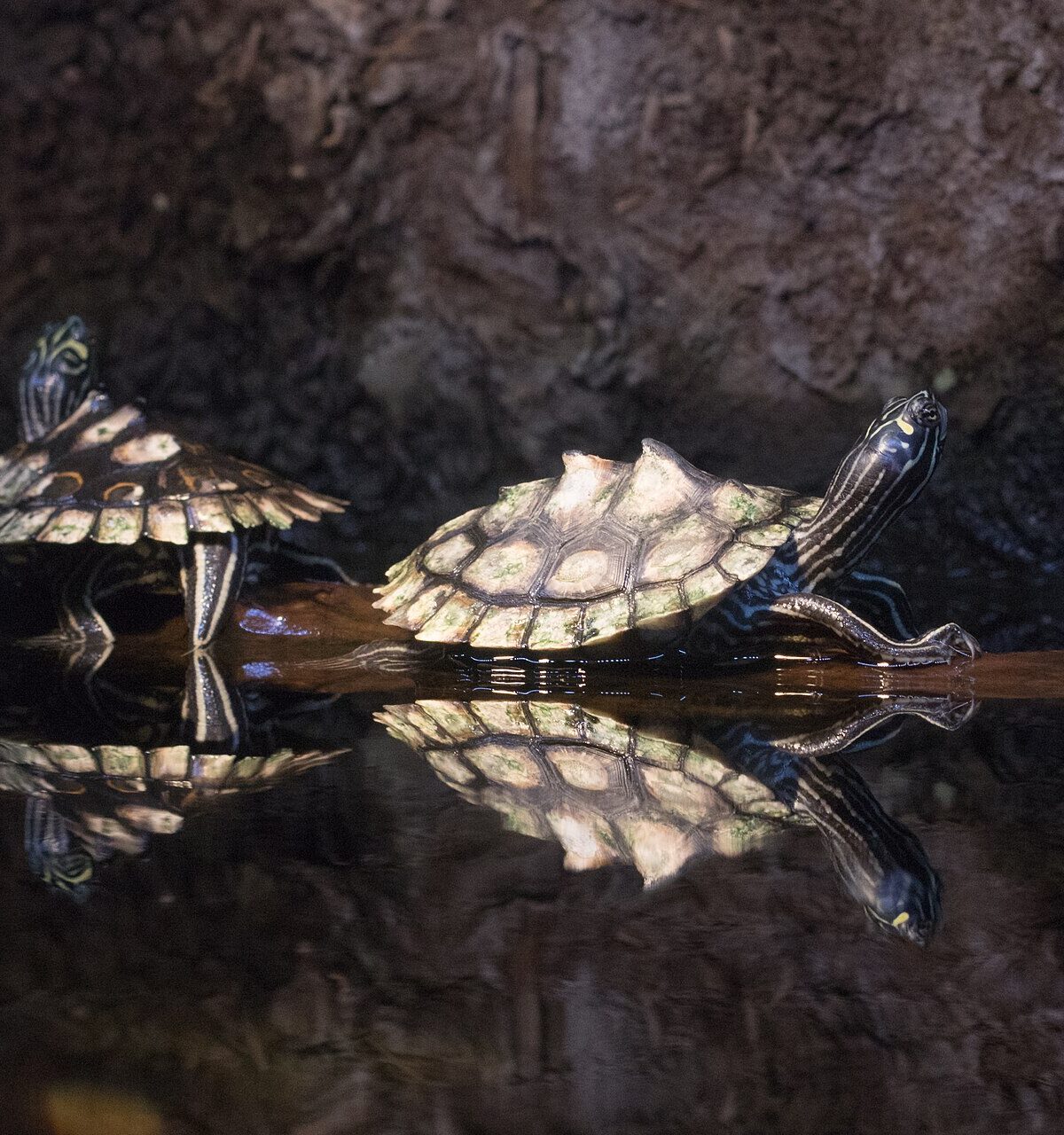 Ringed Map Turtle