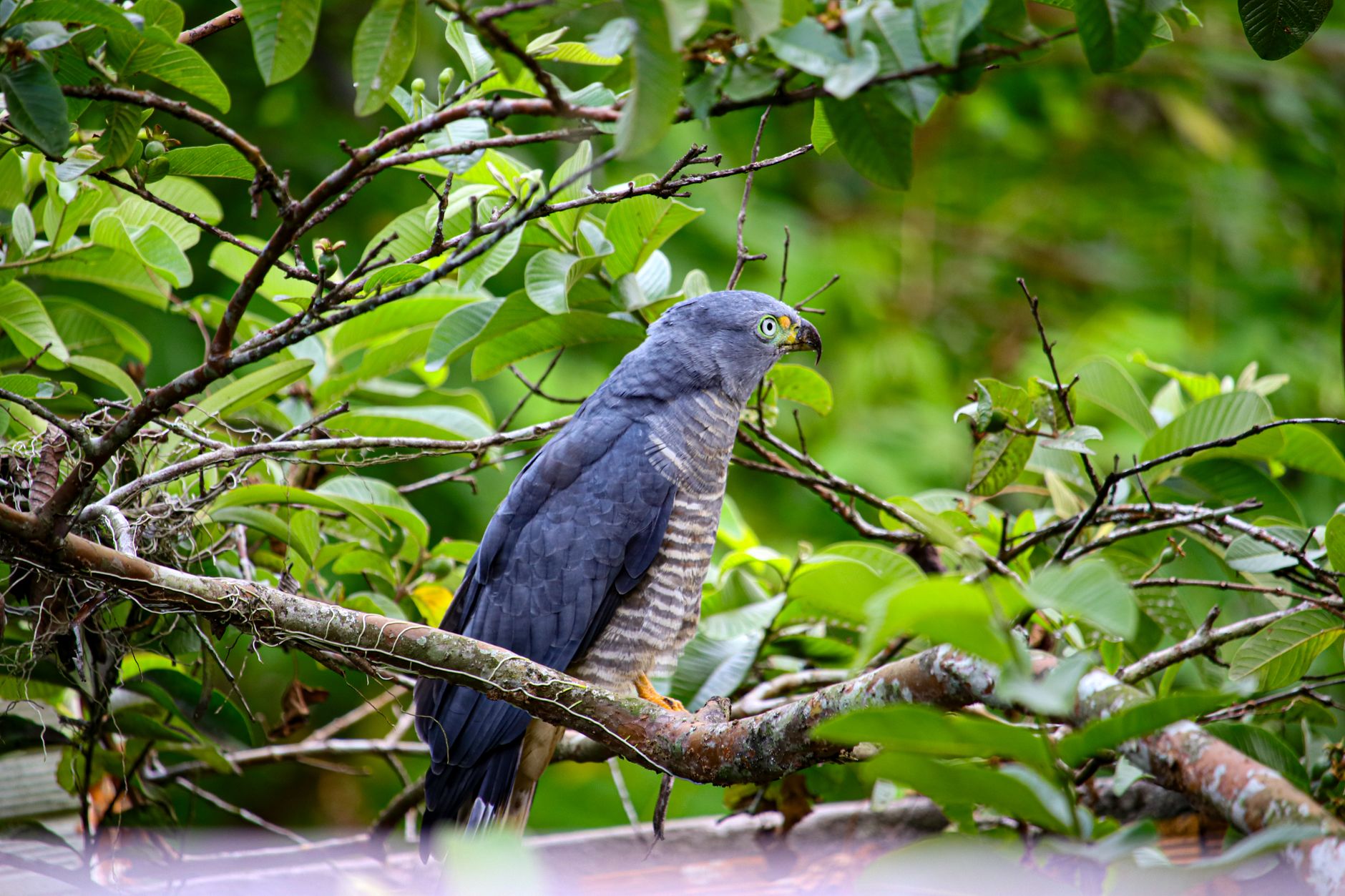 Grey Hawk