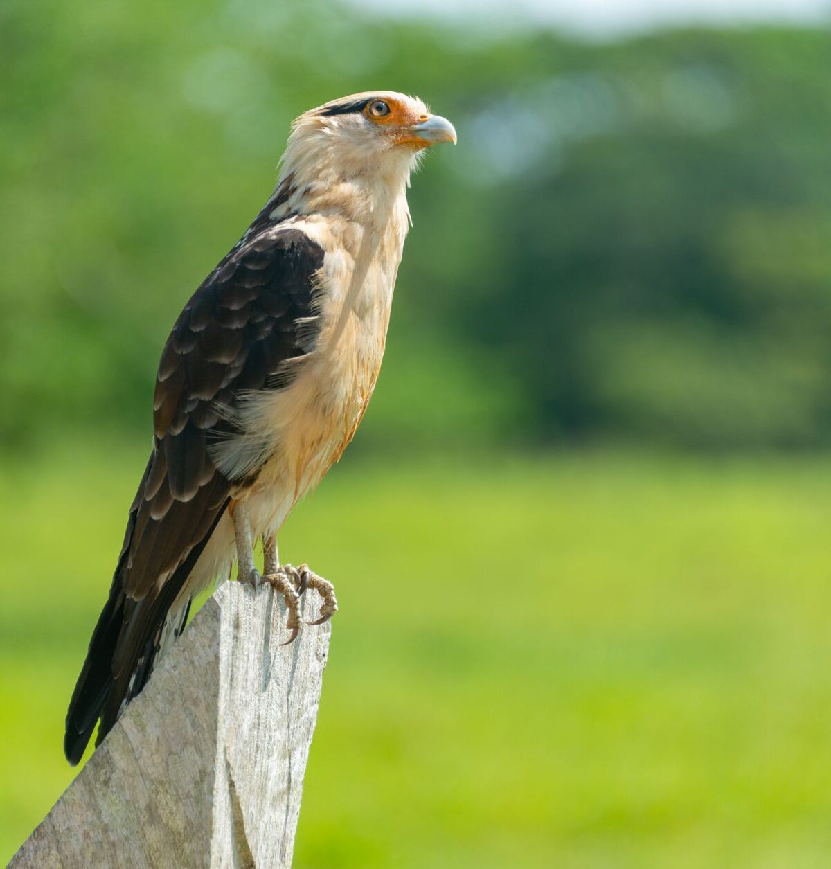 Crested Caracara