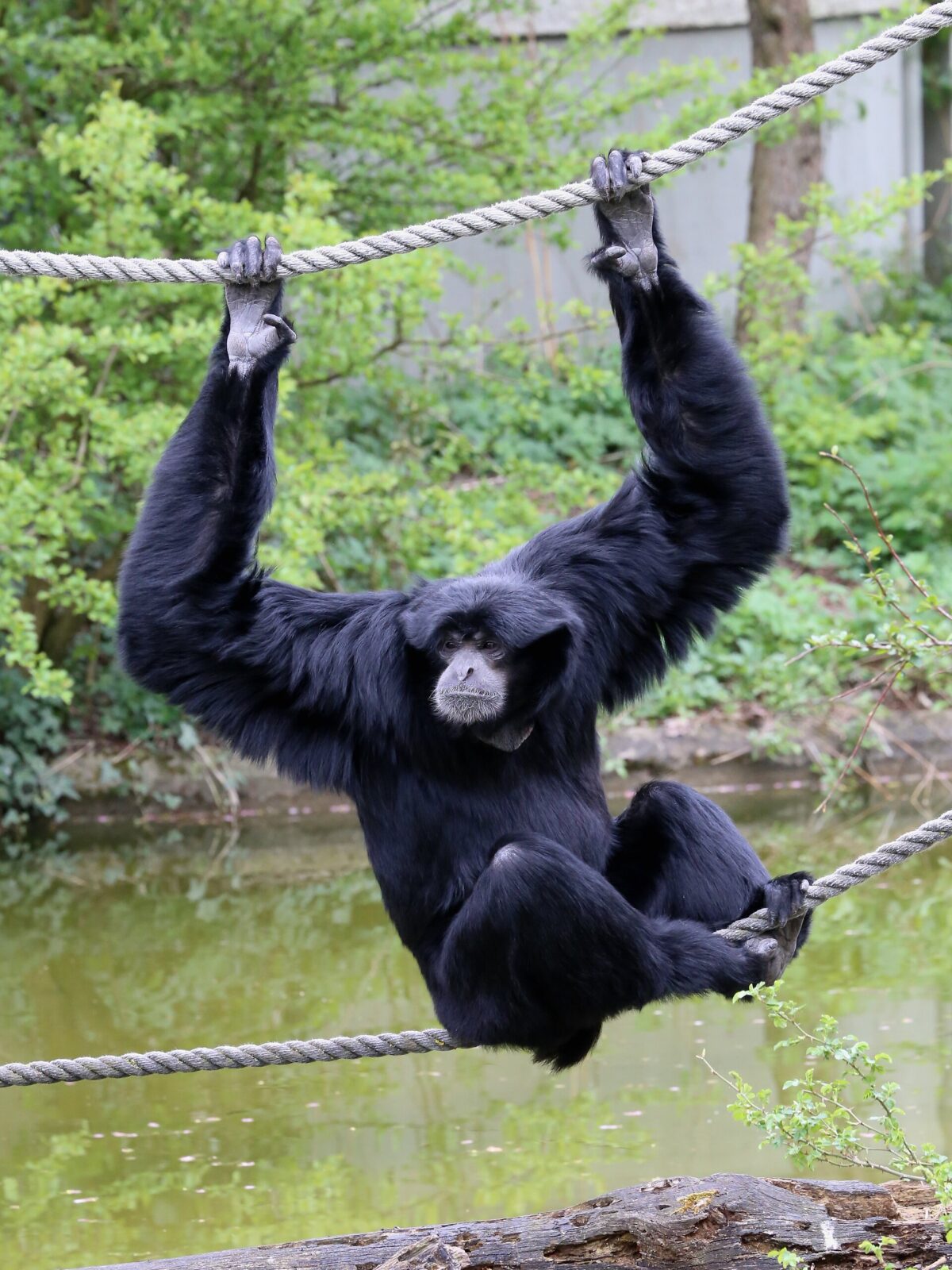 Siamangs
