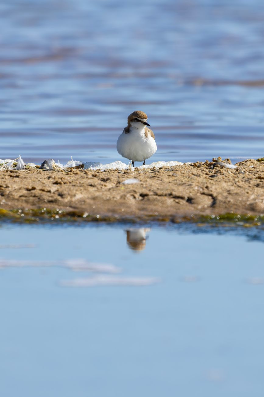Plover