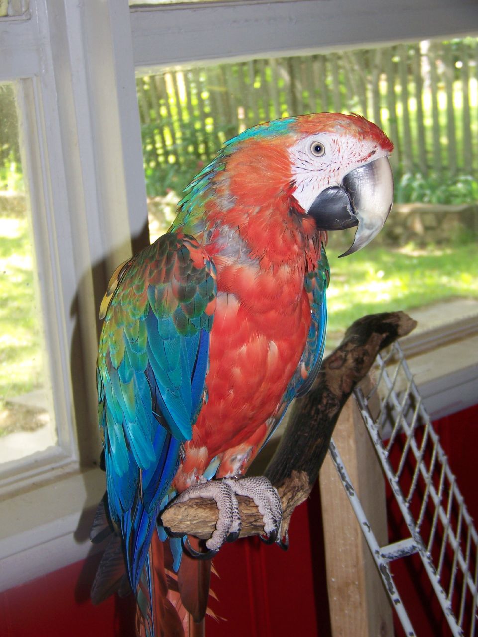 Catalina Macaw