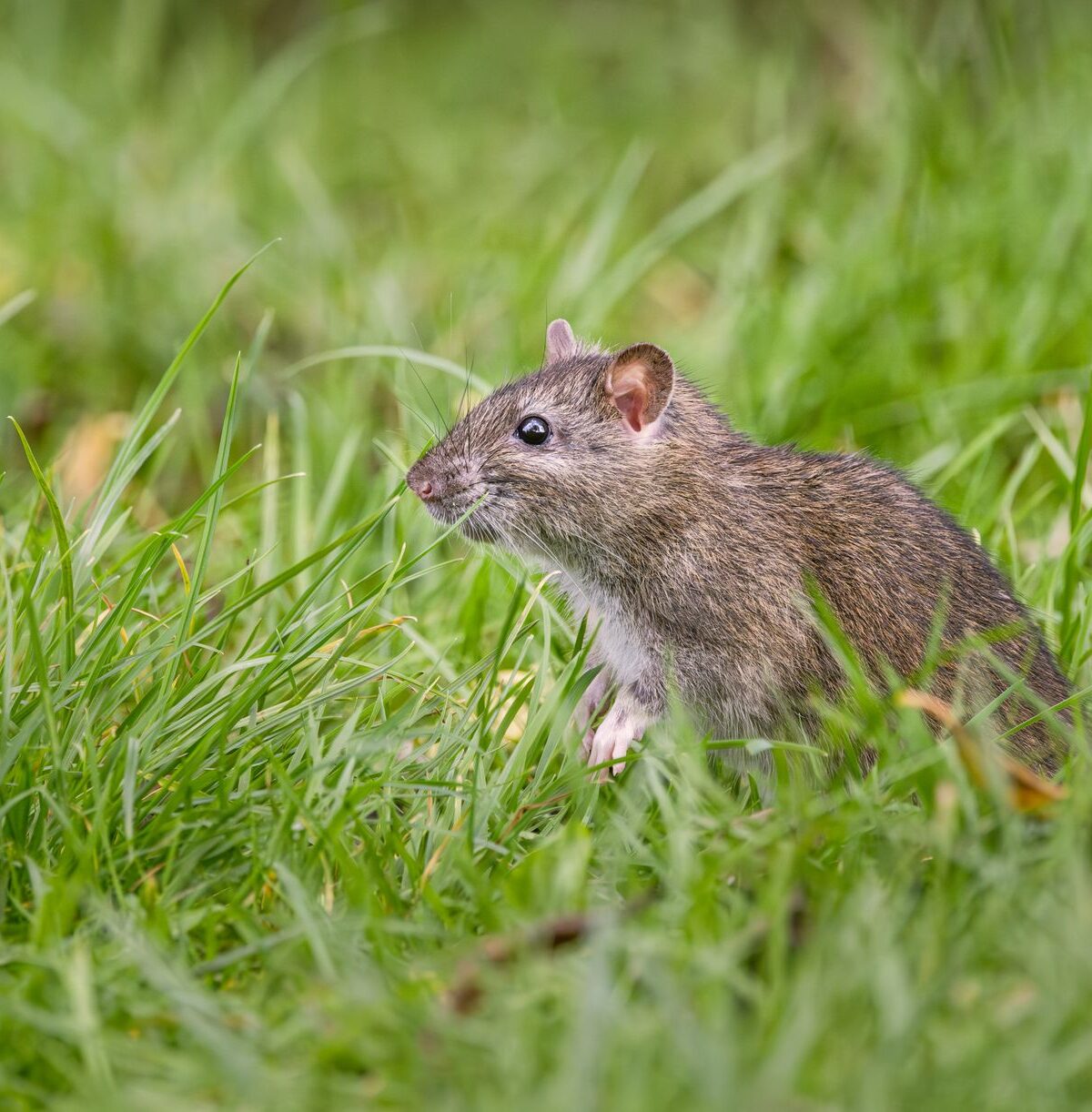 Rodent