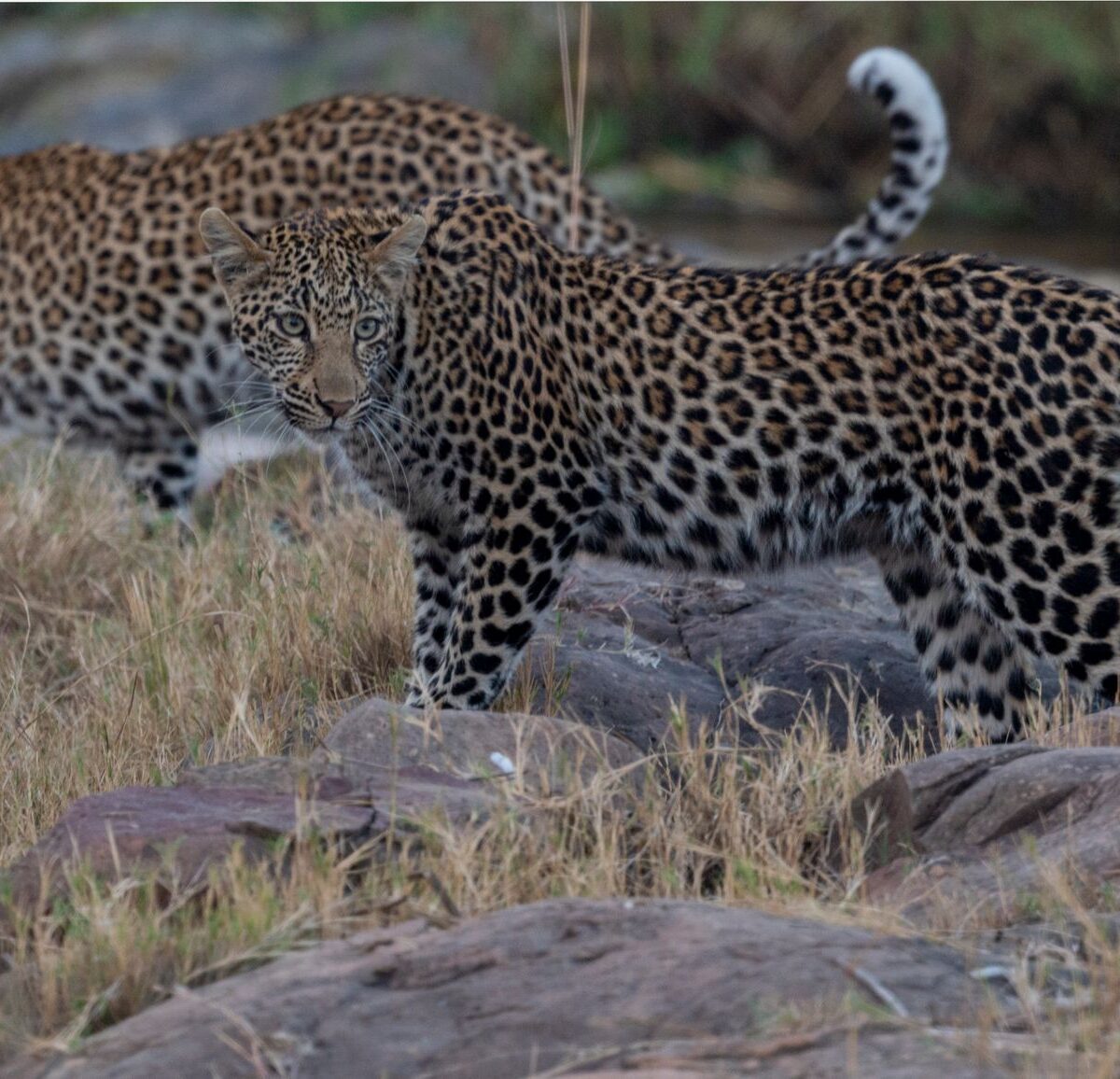 Leopard