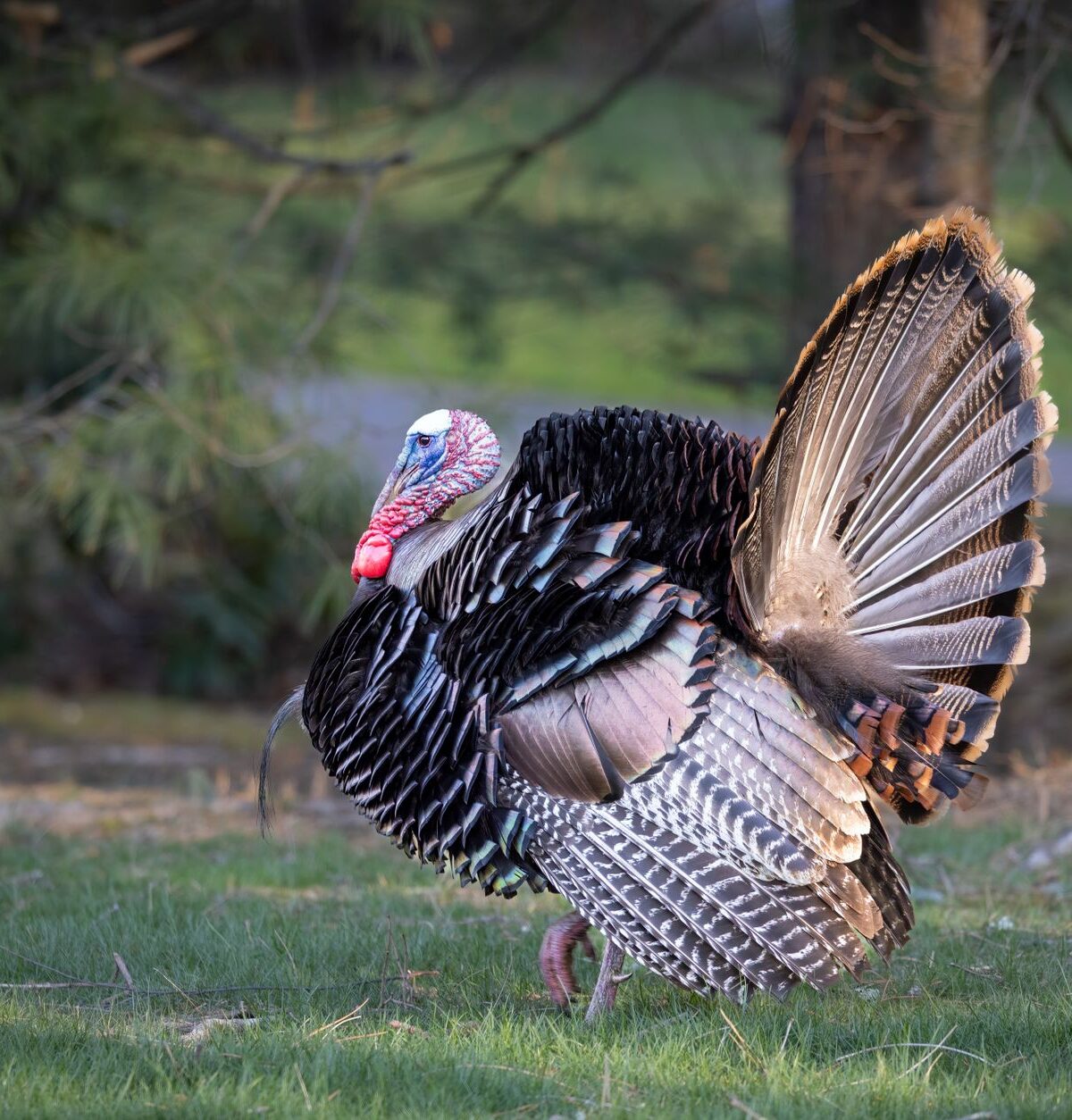 Eastern Wild Turkey