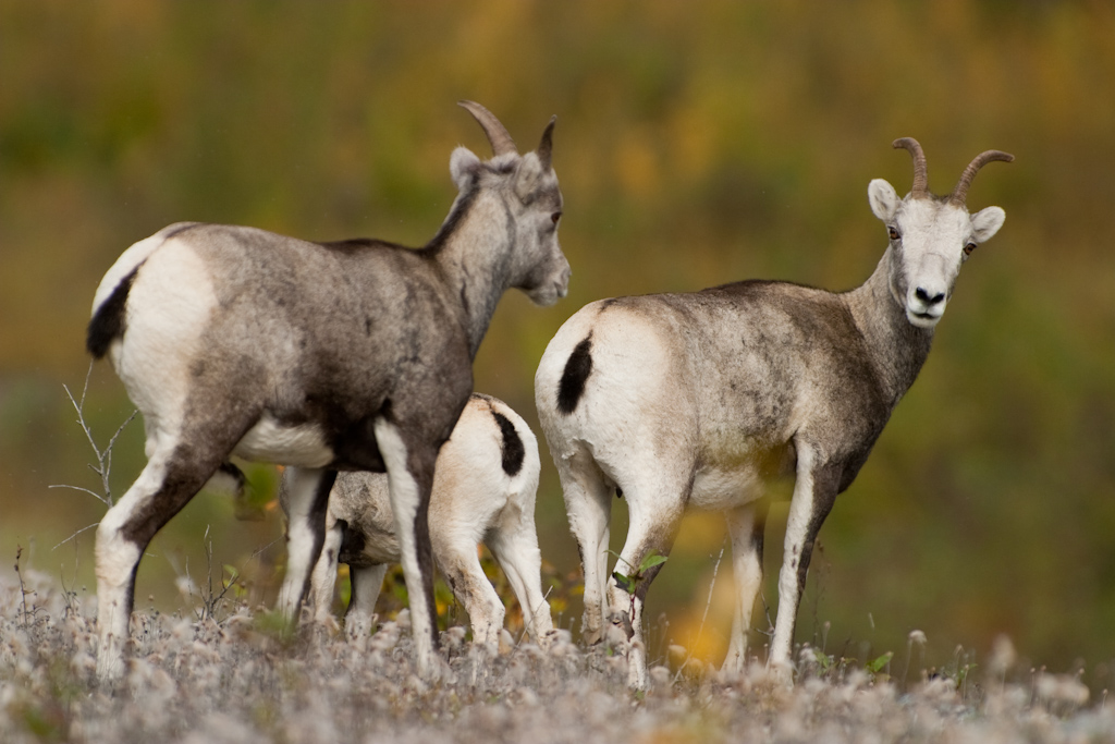Stone’s Sheep