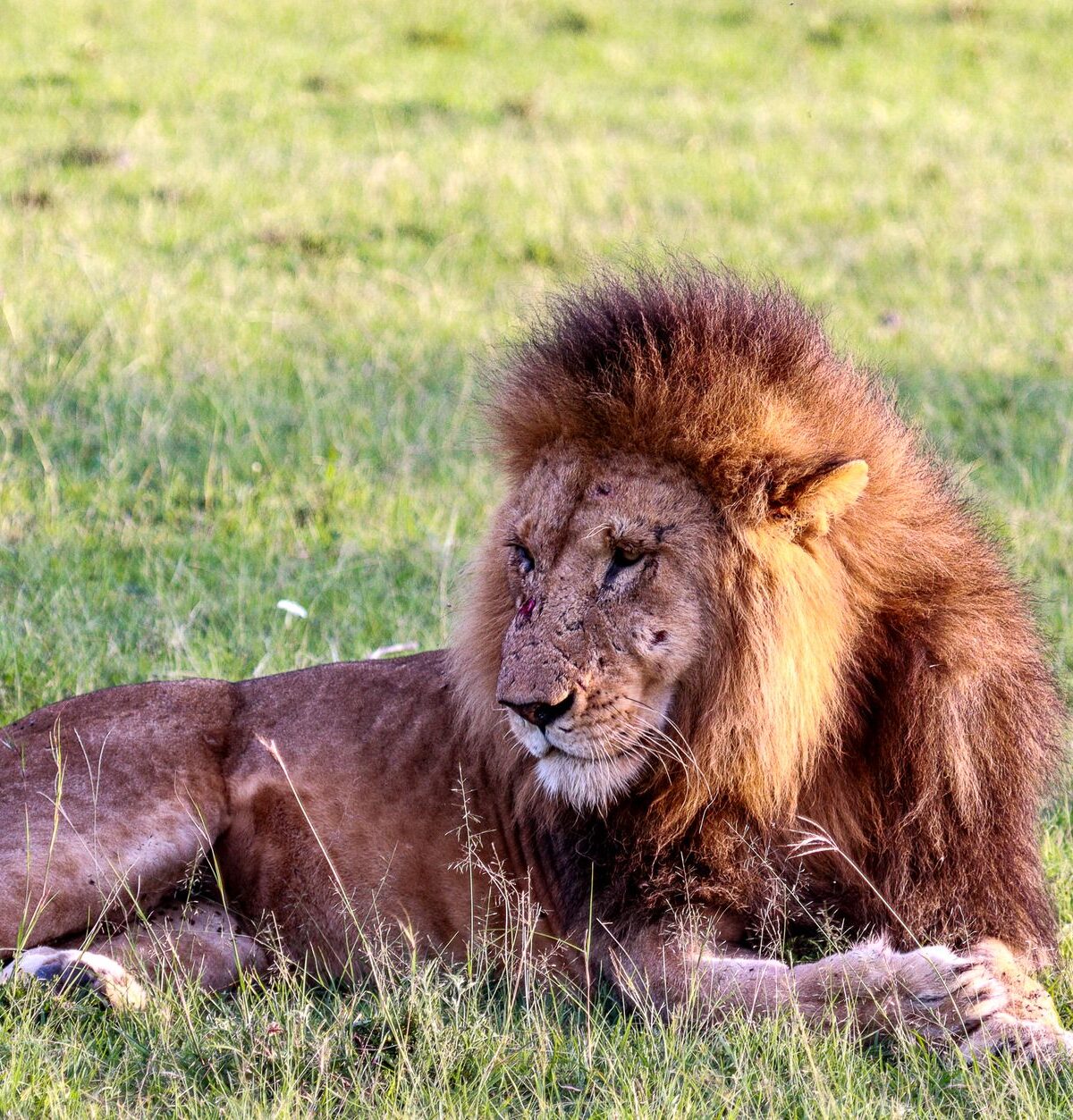 Lion