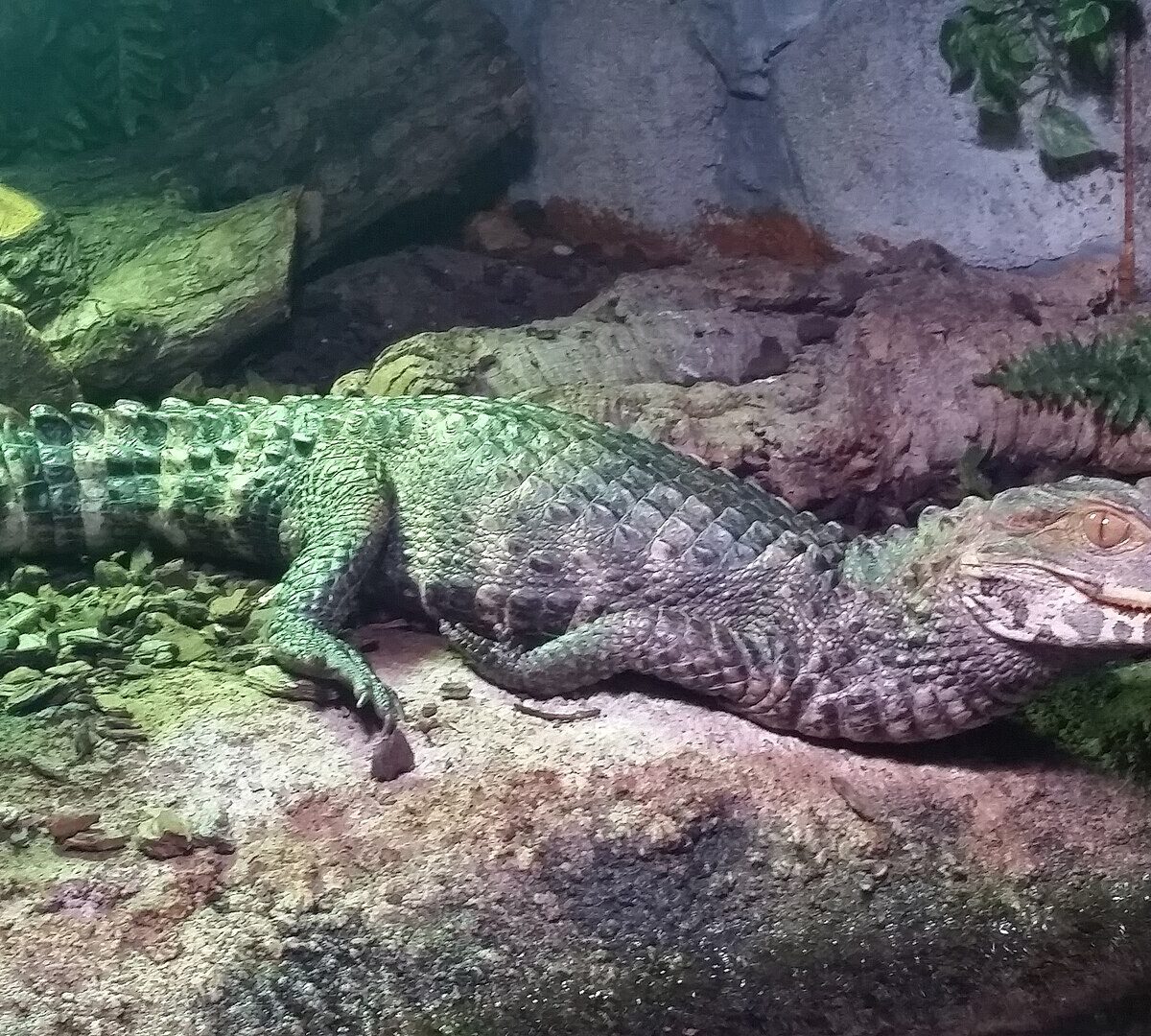 Cuvier's Smooth-Fronted Caiman
