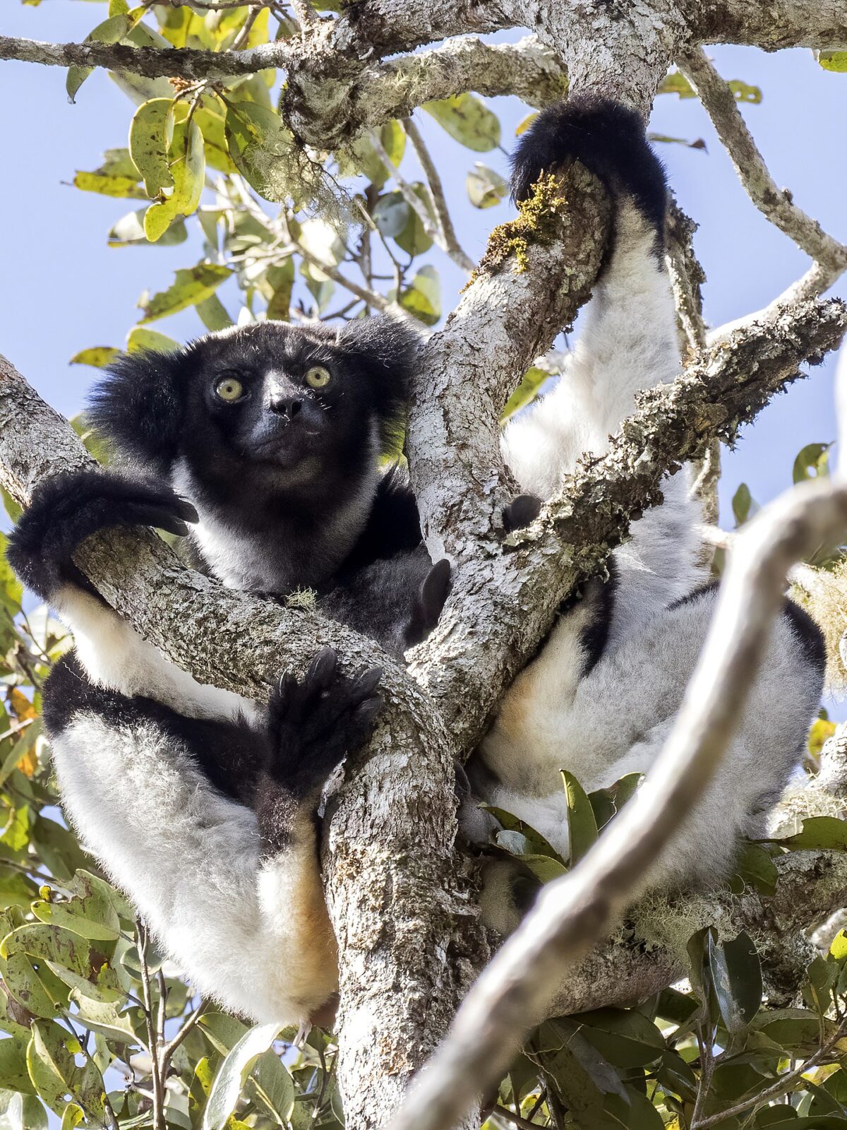 Indri