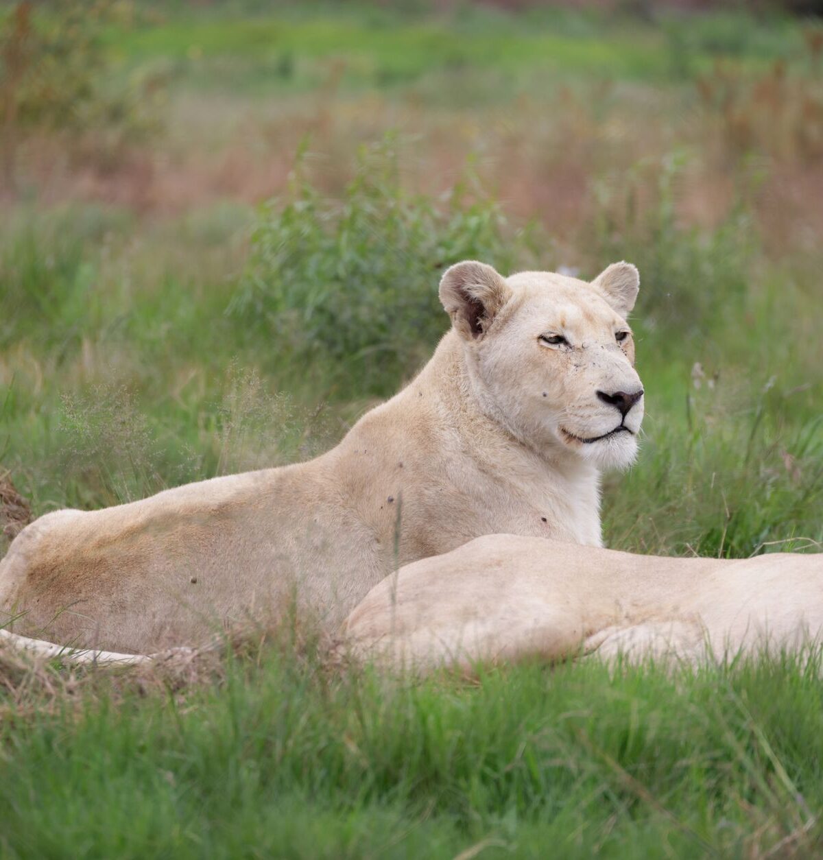 White Lion
