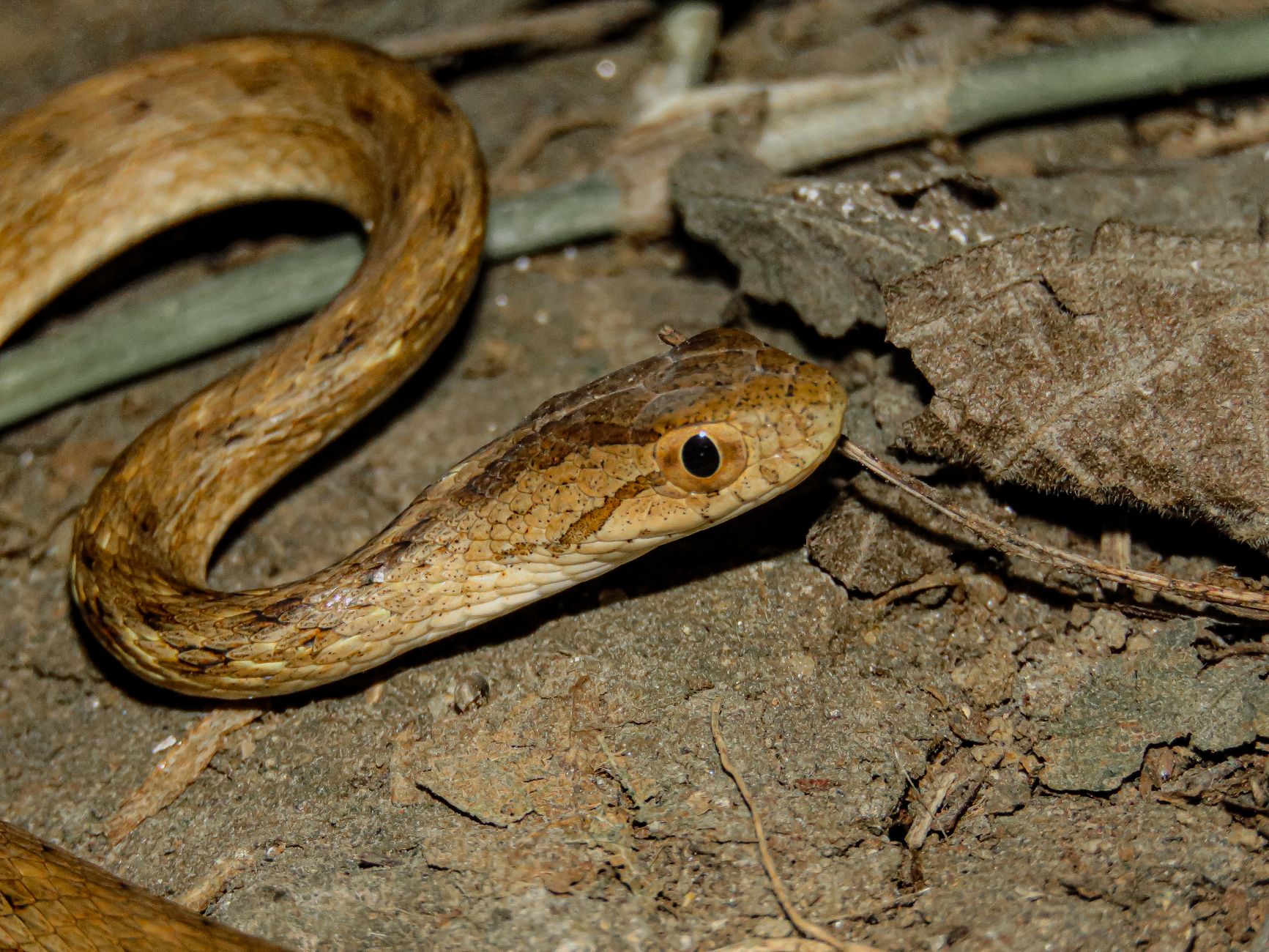 Dekay’s Brown Snake